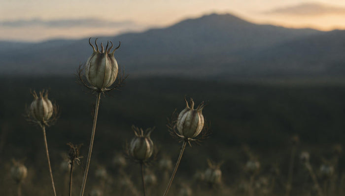 Ethiopian black seed oil, explained