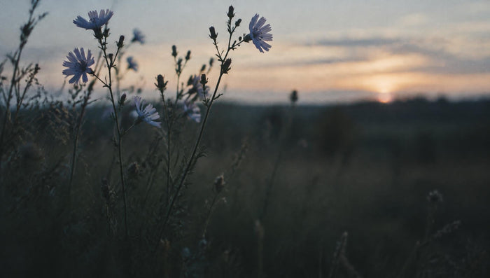 Akkermansia and inulin: a gut bacterium and the fibre it sits beside