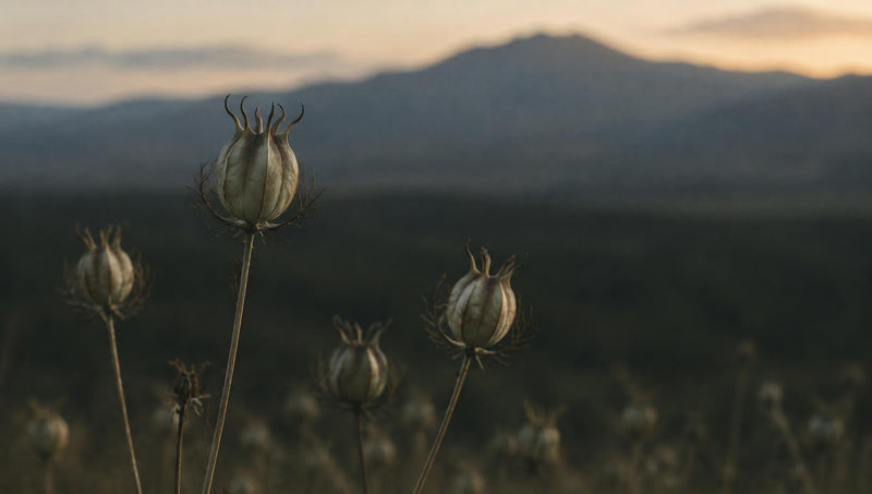 Dry nigella seed capsules in a highland field at dusk