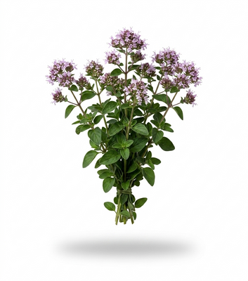 Wild Oregano (Origanum vulgare)