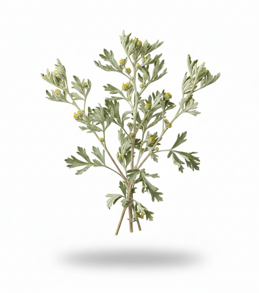 Black Walnut Hull Powder (Juglans Nigra)