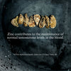Freeze-Dried Oyster Powder with Zinc Picolinate