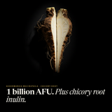 Chicory root split open on black: 1 billion AFU of Akkermansia muciniphila plus chicory root inulin, image 3