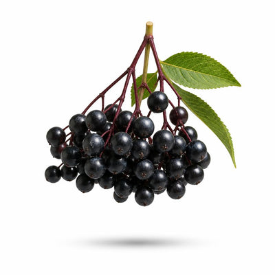 Black elderberry extract