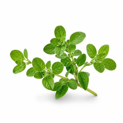 Wild Oil of Oregano, 6000mg (20:1 extract, 165mg carvacrol)