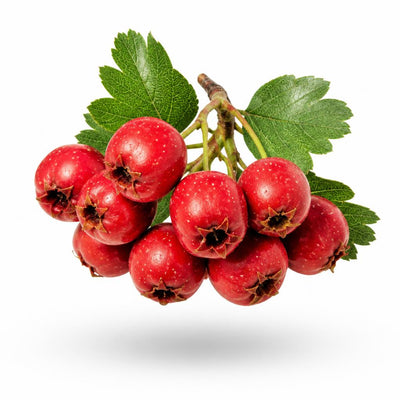 Hawthorn berry
