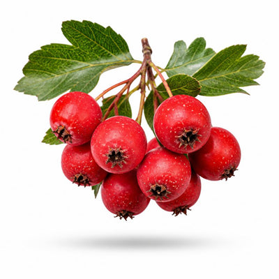 Hawthorn Berry Extract