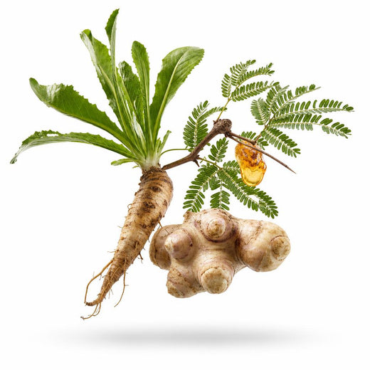 3 prebiotic fibres