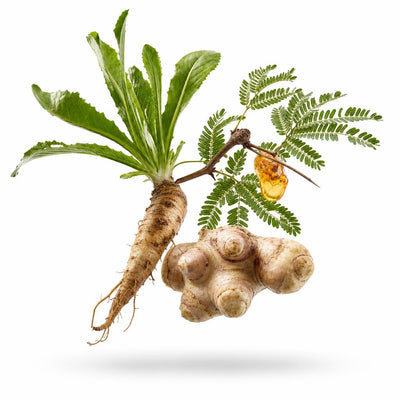 3 prebiotic fibres