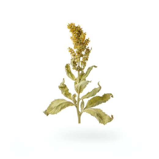 Great Mullein 10:1 Extract