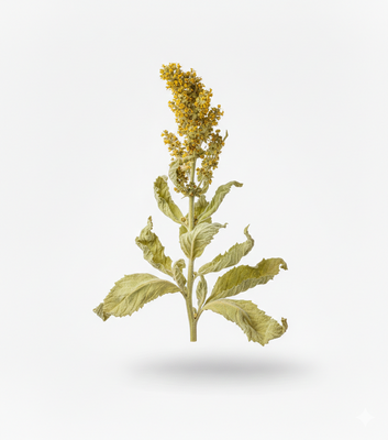 Great Mullein 10:1 Extract