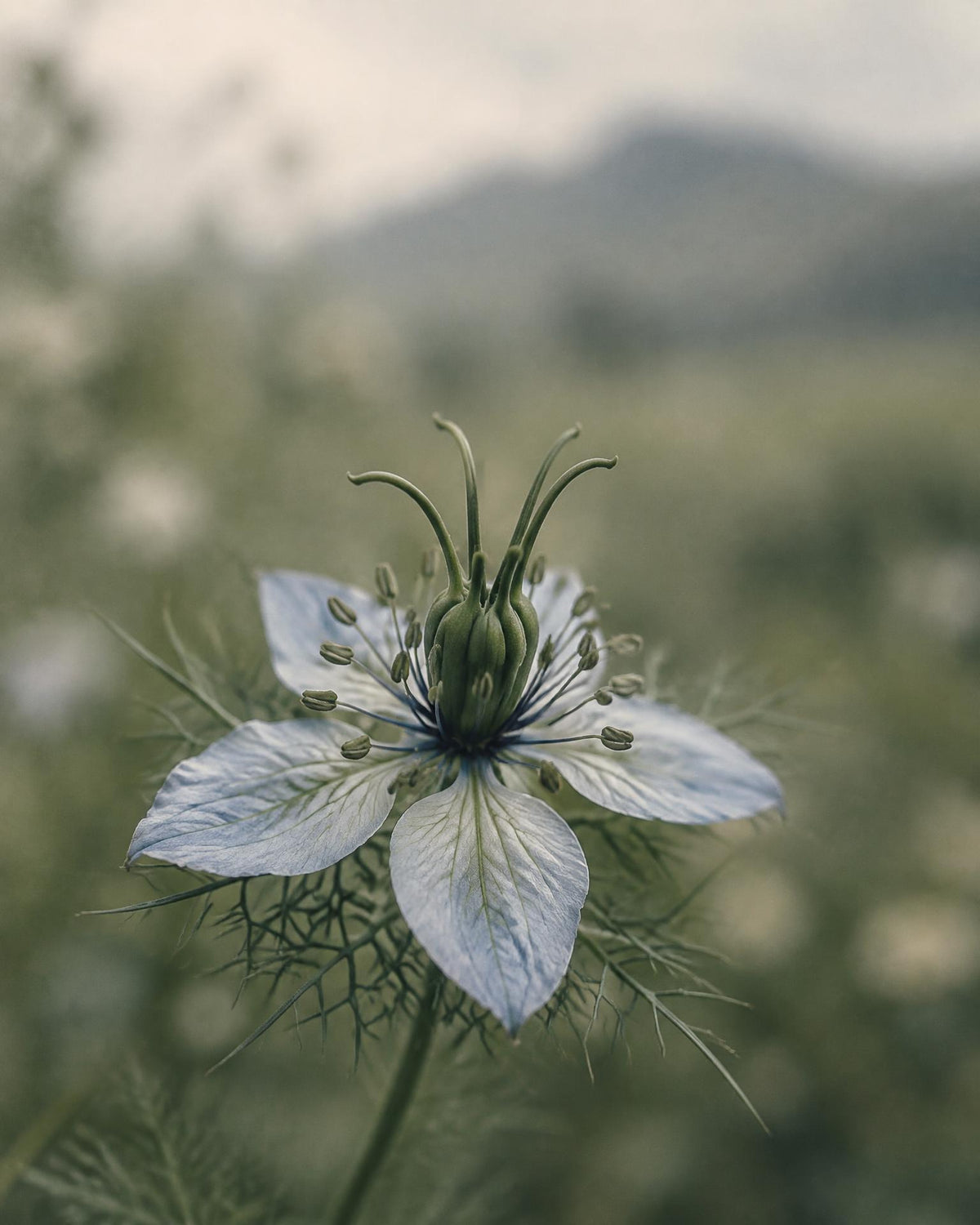 A pale blue-white nigella flower with its young seed capsule