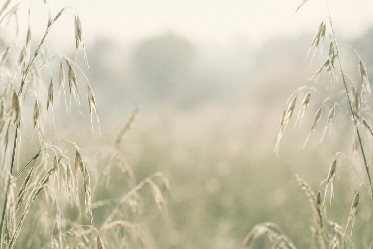 Wild oat stems in pale morning light framing a hazy cream and sage centre.