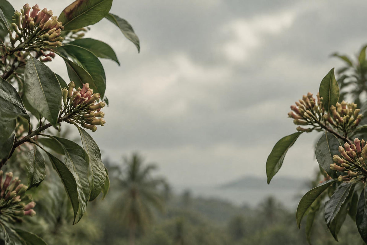 Clusters of unopened clove buds on a branch against a soft, pale sky