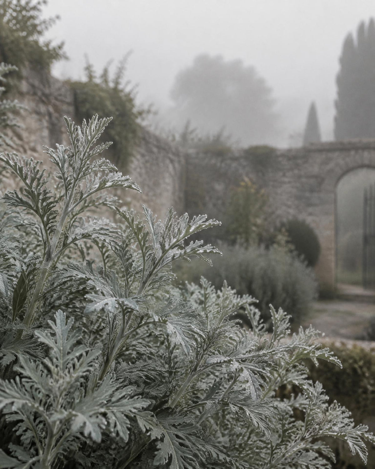 Silvery wormwood leaves beaded with mist in an old herb garden