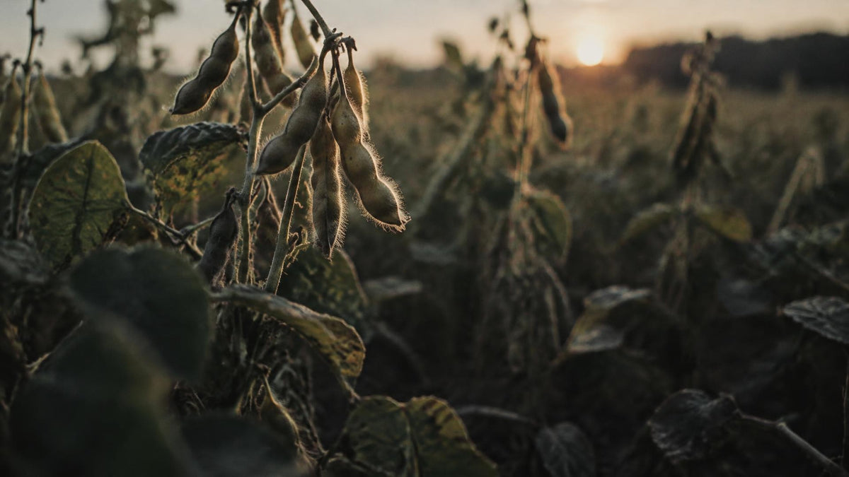 Hairy soybean pods glowing on upright stems in a field at dusk