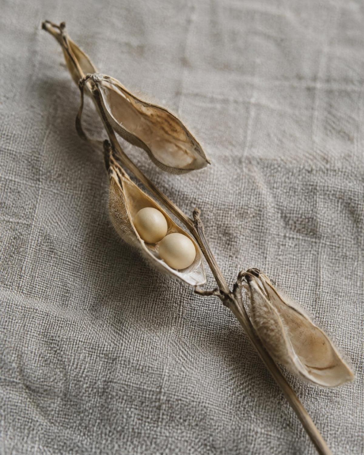 A dried soybean stem with open pods and cream beans on undyed linen