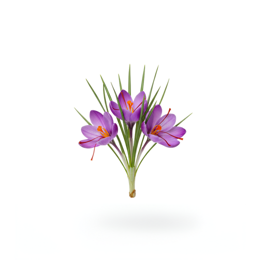 Saffron Extract