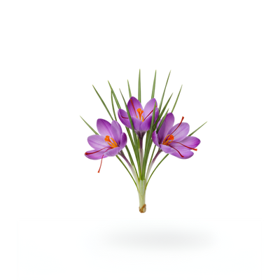 Saffron Extract