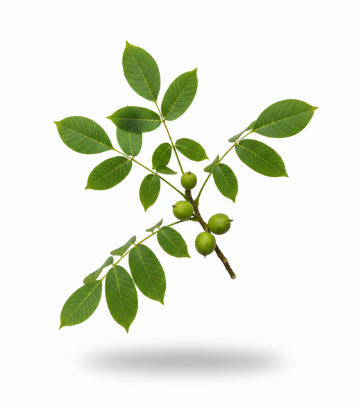 Black Walnut