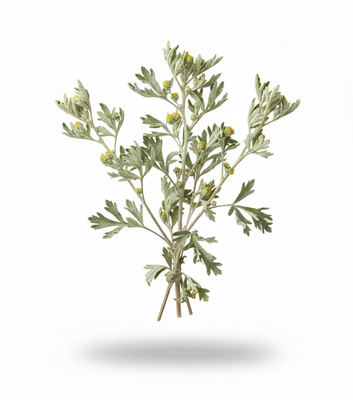 Wormwood 